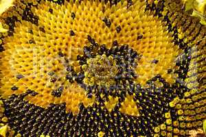 Sunflower head clouse-up
