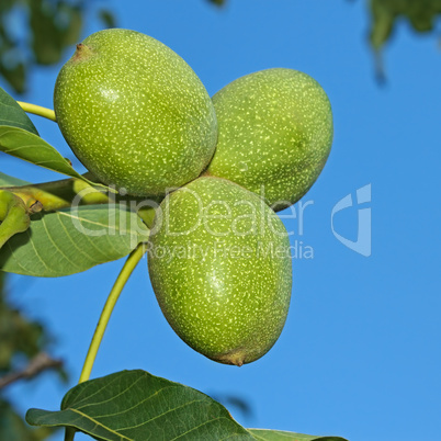 Green Walnut fruits