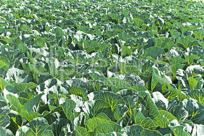 Cabbage field