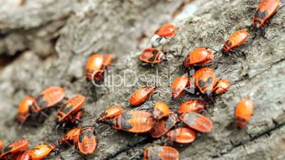 bug (Ругrhocoris apterus)