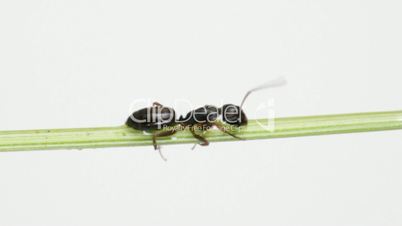 Ant on a green grass. On a white background.