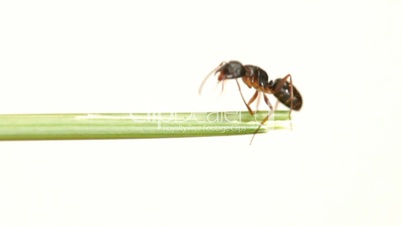 Ant on a green grass. On a white background.