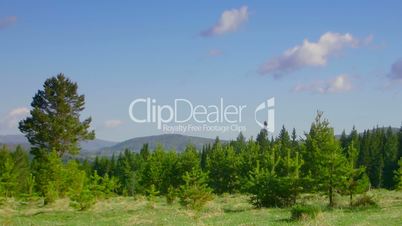timelapse nature scene coniferous forest, mountains and flying clouds