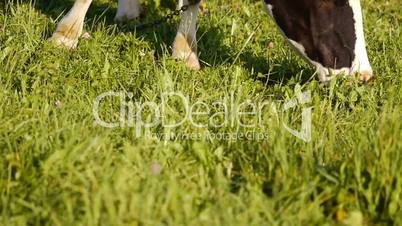 Cows pastures in  field