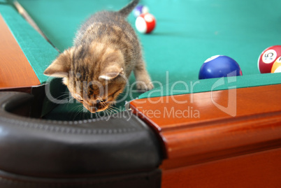 Curious baby cat