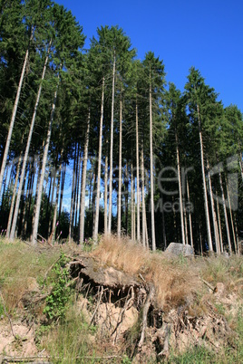 Thüringer Wald