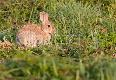 Wildkaninchen