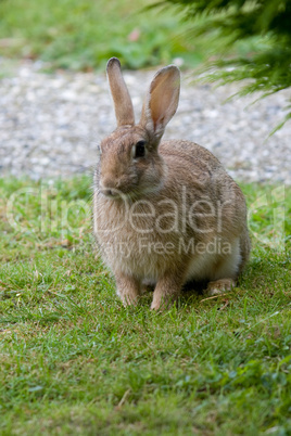 Wildkaninchen