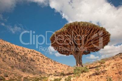 Dragon trees at Homhil plateau, Socotra, Yemen