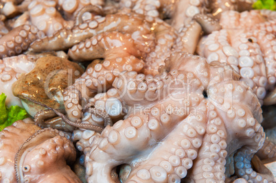 fresh octopus