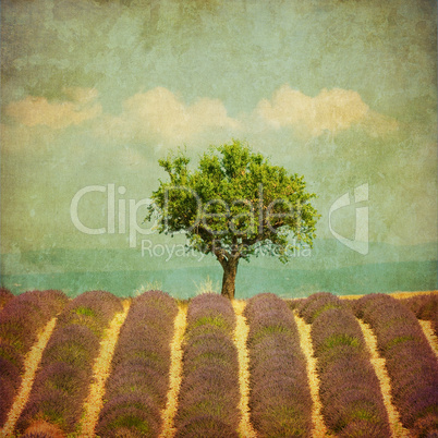 vintage image of a tree in lavender field