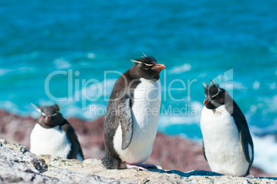 rockhopper penguins