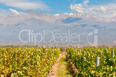 Vineyards of Mendoza, Argentina