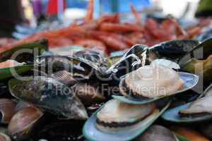 Muscheln auf Fischmarkt