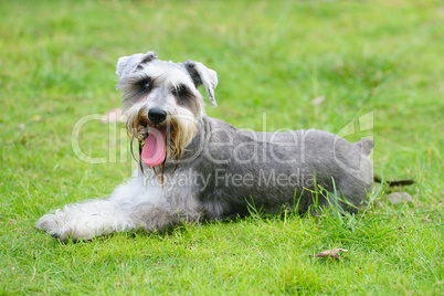 Miniature schnauzer dog lying on the lawn