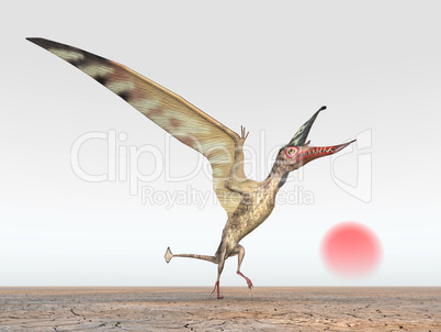 Flugsaurier Rhamphorhynchus