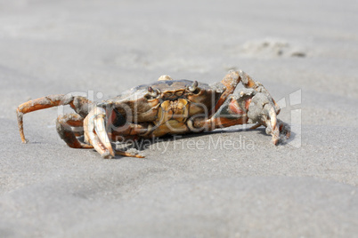 Strandkreabbe