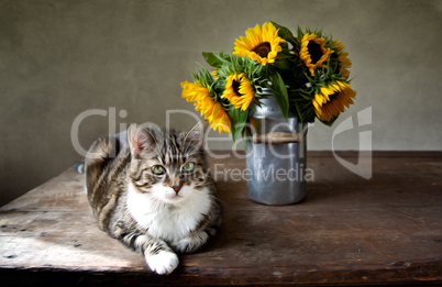 Katze und Sonnenblumen