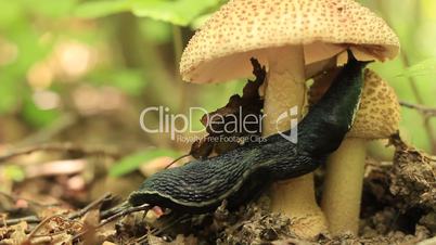 Closeup of big slug on mushrooms in forest