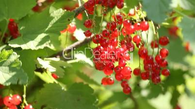 Closeup of redcurrant berries on bush in orchard