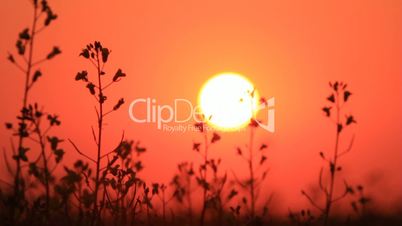 Sunset red sky, grass silhouette zooming and sun above field