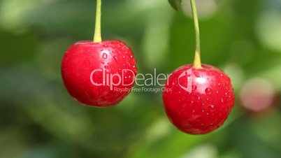 Closeup of two cherries with drops on cherry-tree in orchard