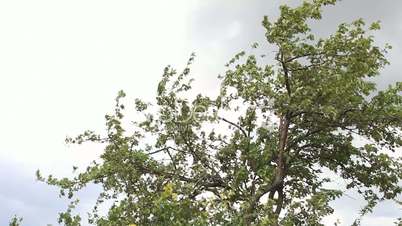 Summer apple tree on wind - gray cloudy sky panning