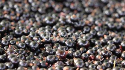 Lot of black blackcurrant berries follow focus panning
