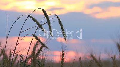 Closeup of wheat ears on breeze, red sunset sky