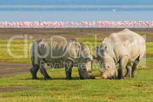 rhinos in lake nakuru national park, kenya