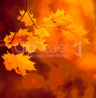 autumn leaves, very shallow focus