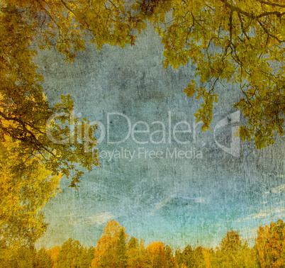 vintage background of leaves, trees and blue sky