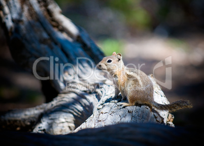 close-up of ground squirrel