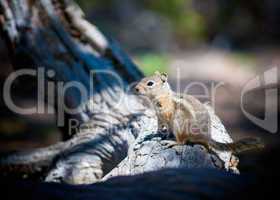 close-up of ground squirrel