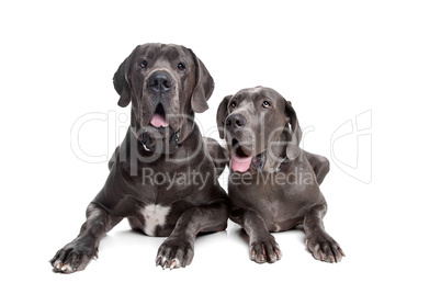 Two grey great Dane dogs