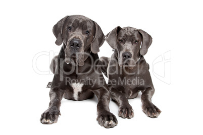 Two grey great Dane dogs