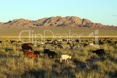 herd of goats in Mongolian prairie
