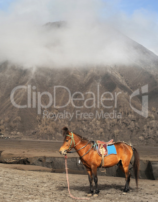 Horse near the mountain