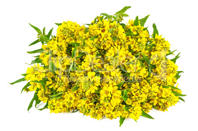 Bouquet of yellow flowers