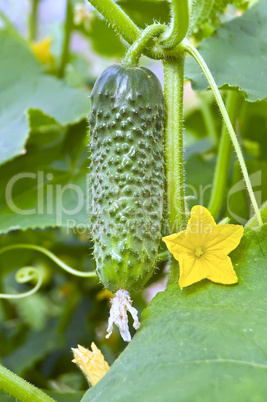 Cucumber with a flower on the bush
