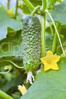 Cucumber with a flower on the bush