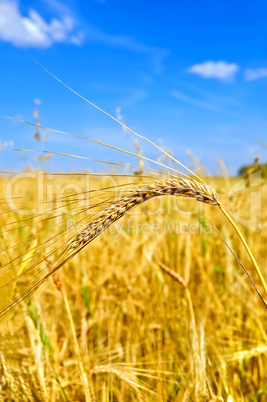 Ear of wheat against the sky