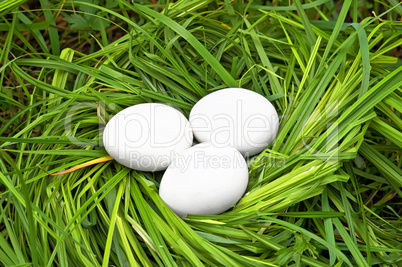 Eggs in the grass