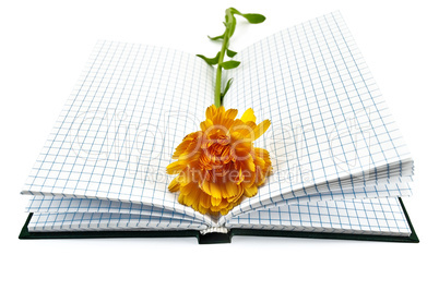 Notebook with yellow marigold