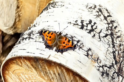 Orange butterfly on birch