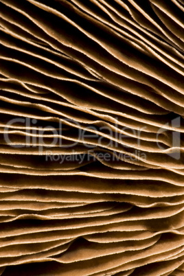 gills of a mushroom