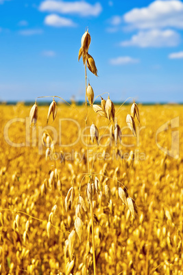 Stem oats in the sky