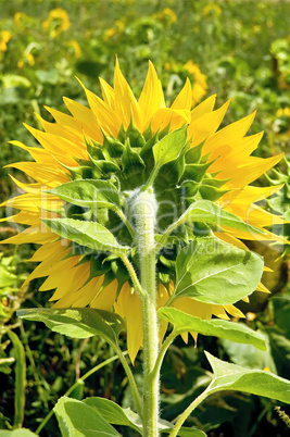 Sunflower from the back