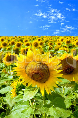 Sunflowers in field