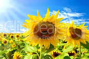 Sunflowers on a background of blue sky